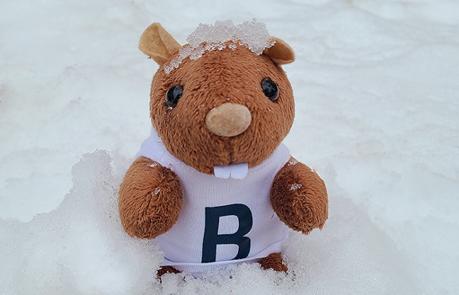 Beaver in Snow Weekly Update
