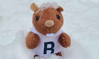 Beaver in Snow Weekly Update